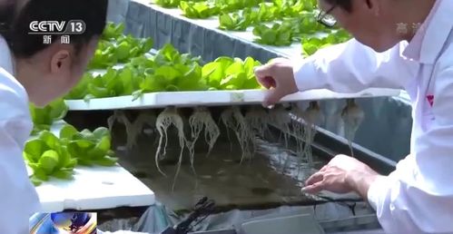 科技賦能“菜籃子” 看蔬菜大棚如何變身“綠色車間”，直達(dá)新鮮零售